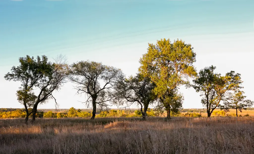 Row of trees