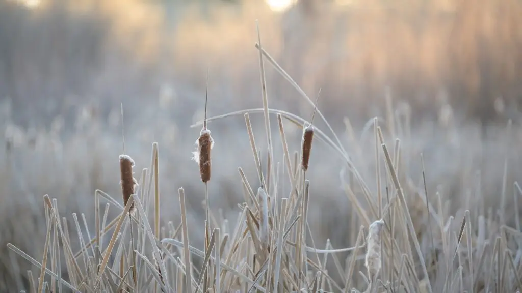 cattails in winter