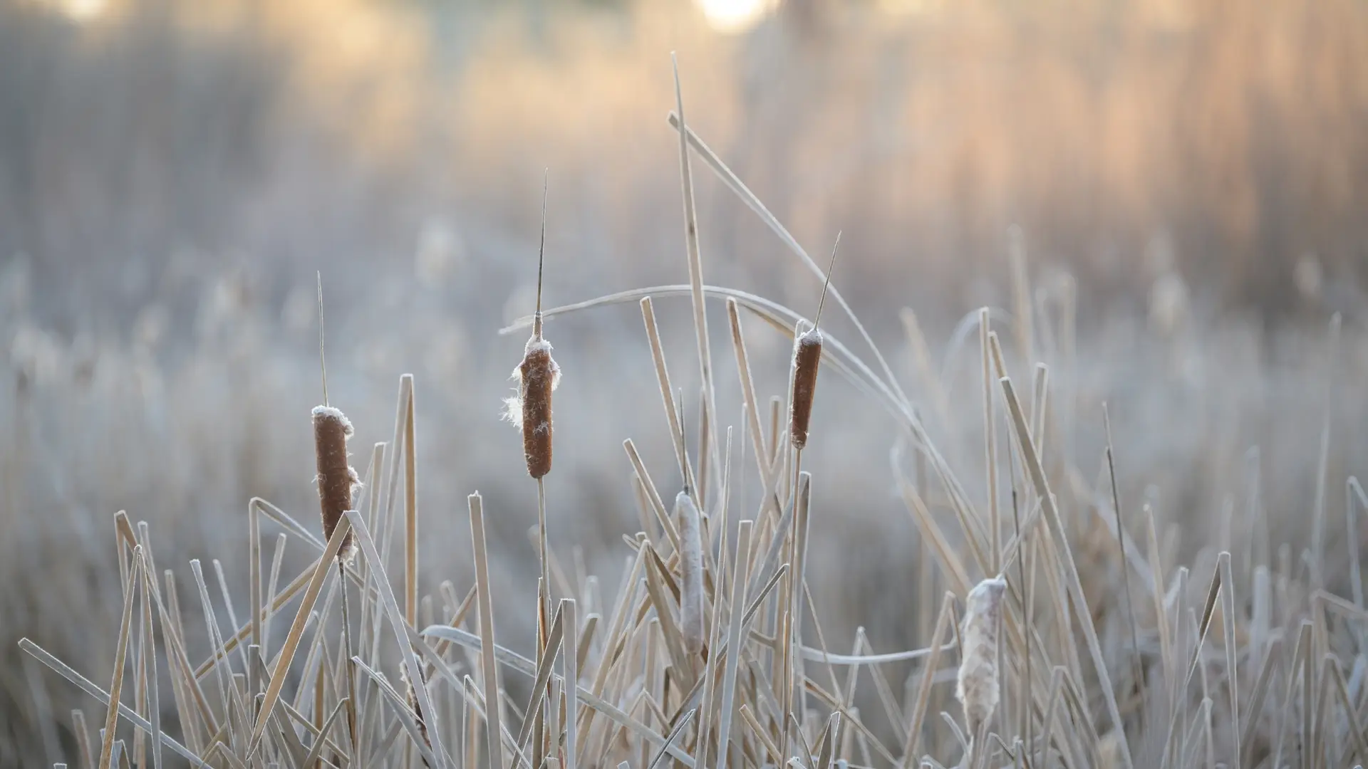 cattails in winter