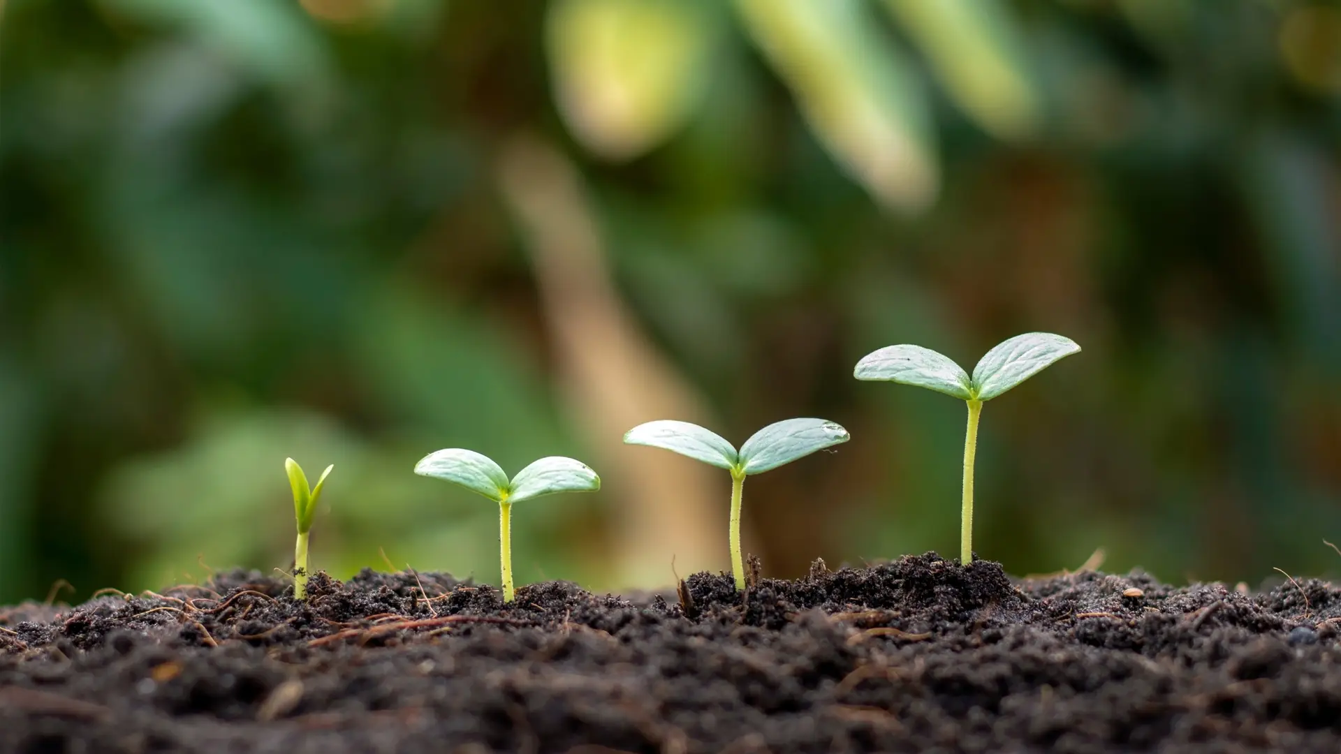 growing seedling