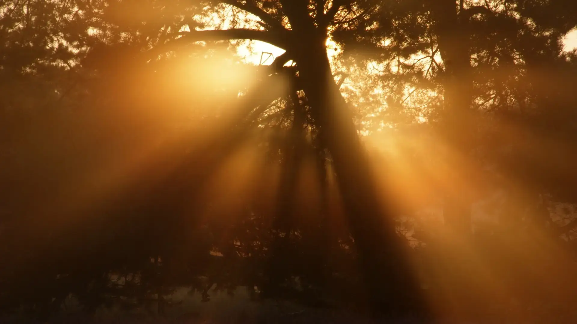 Golden sunshine streaming through trees