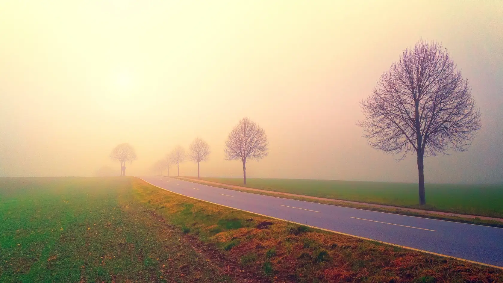 Mist covering the road and trees