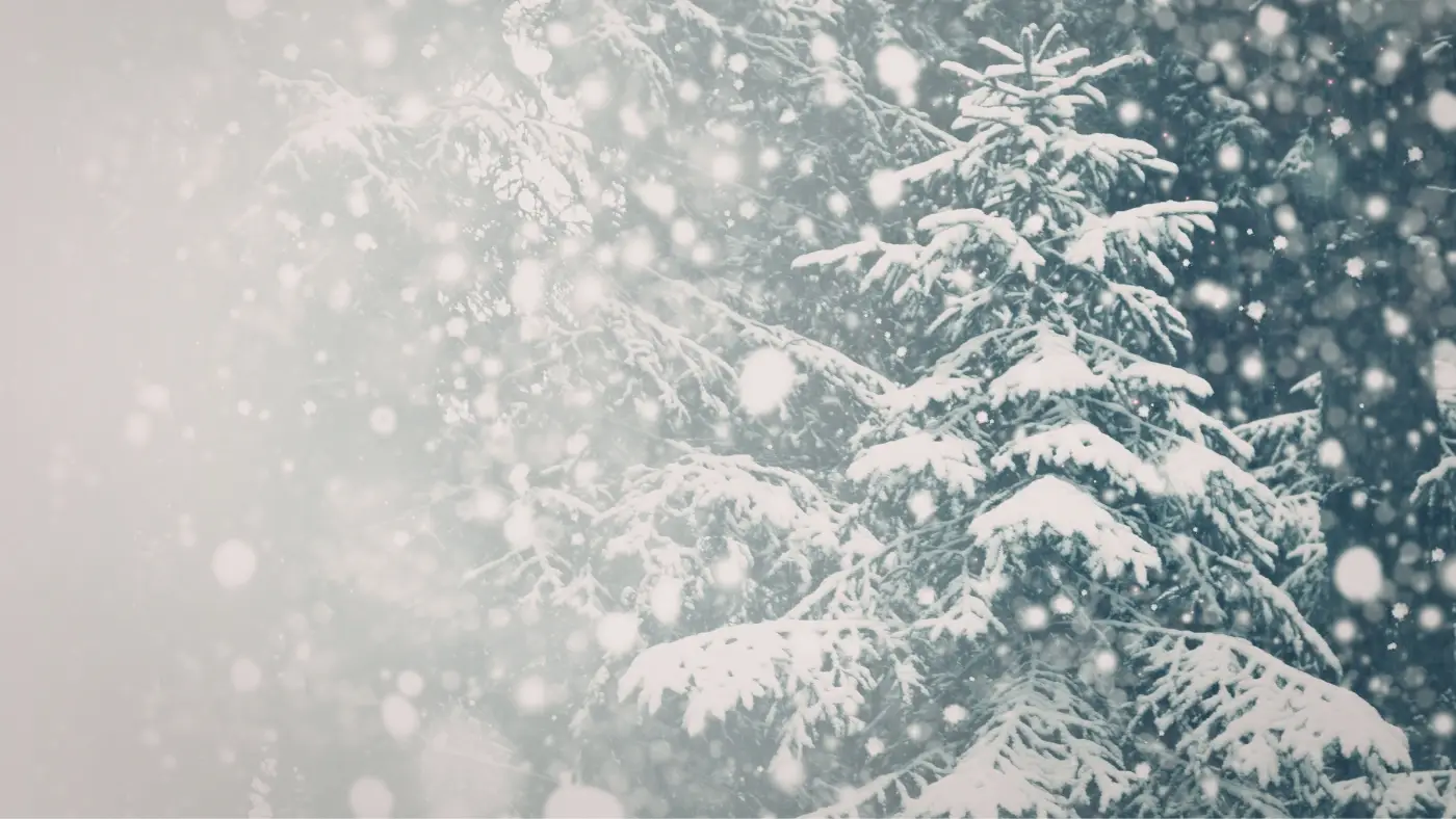 evergreens with snow on the branches